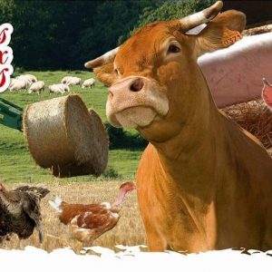 Steaks hachés buffalo assaisonnés - 10 pièces