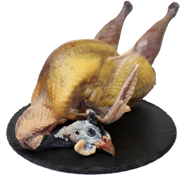 Pintade de la ferme